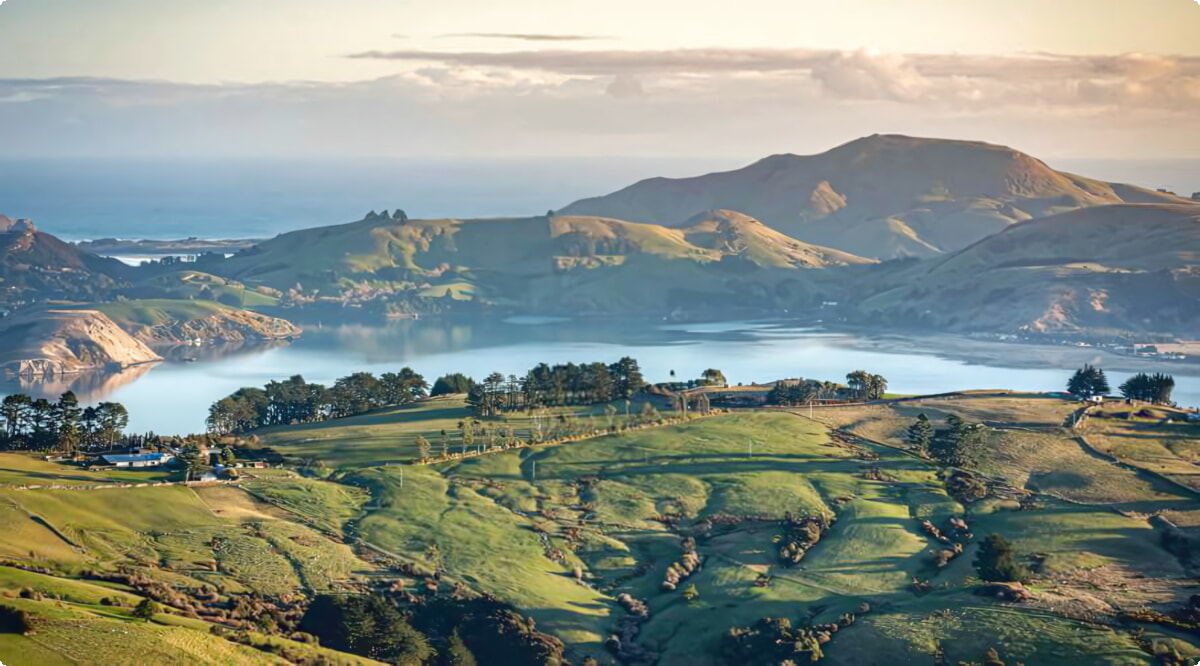 Quali sono le scelte di veicoli più popolari a Dunedin?